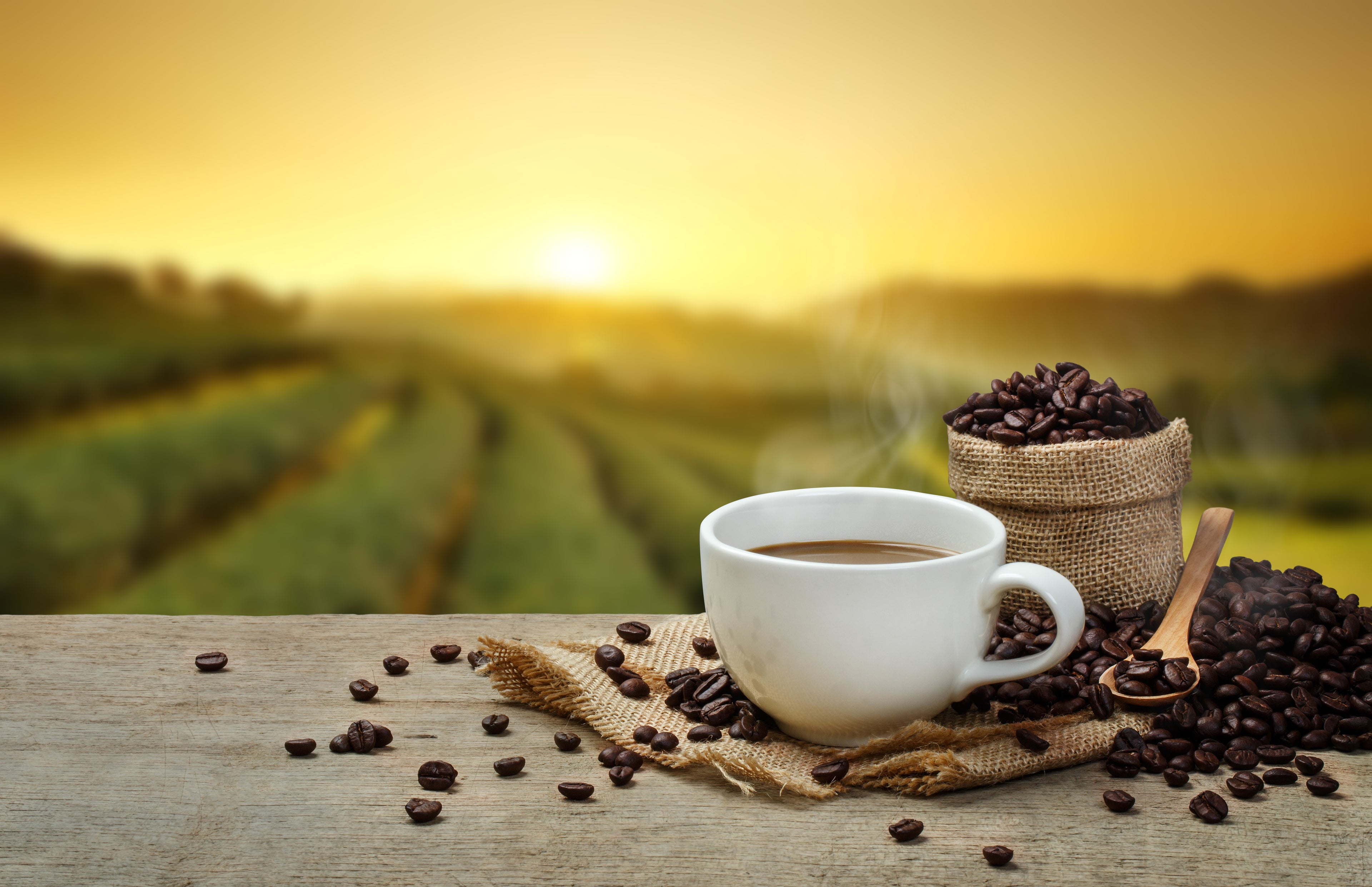 Kaffeeplantage in der Sonne - Herkunft unseres Robusta